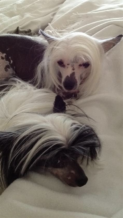77 Best Images About Powder Puffs Chinese Crested On Pinterest