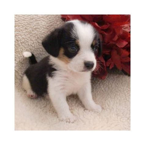 Beagles are very active and seem to be always ready for a walk or game. Miniature Beagle Puppies For Sale | Beagle Puppy