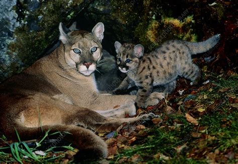 View Of A Female Mountain Lion With Her Kittten Stock Image Z934