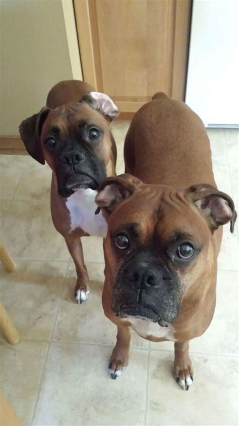Instead, french bulldog puppies have floppy ears until they are around three months old. Fix my ear please.... | Bulldog, French bulldog, Puppies