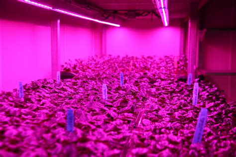 What is the best brand of led grow lights. Horticultural LED Grow Lights - Grower Looks to Increase ...