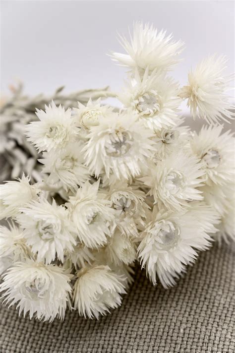 Helichrysum 