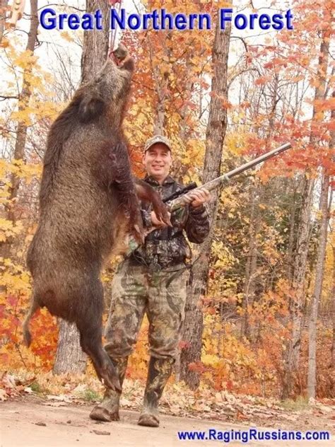 Russian Boar And The Autumn Rut Raging Boars Authentic Boar Hunting