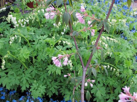 Eastern asia, south eastern asia more infos: Styrax japonicus 'Pink Chimes' - Storaxboom | De Tuinen ...