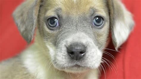 Parkway Puppies Need Homes Ready For Adoption