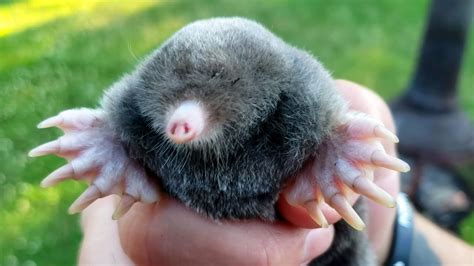 Use a bait such as mole patrol to kill moles. 10 Best Tips to Get Rid of Moles and Voles in Yard or Garden