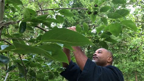 The need for tree repair. How to save a broken fruit tree branch - YouTube