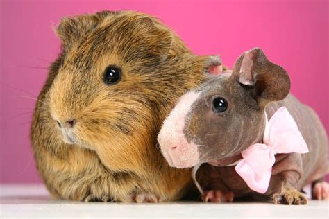 Hairless Guinea Pigs Are A New Pet Craze Petsonboard Pets On Board