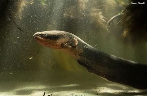 Amazon Shocker New Electric Eel Stuns The World With Its Off The Chart