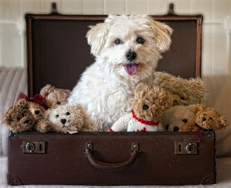 There are many options for pet friendly ferries between european union and united kingdom countries. Top Pet-Friendly Places, Hotels and Airlines | En Route ...