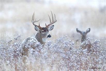 Whitetail Deer Wallpapers 1600 Kb 1200 Bucks