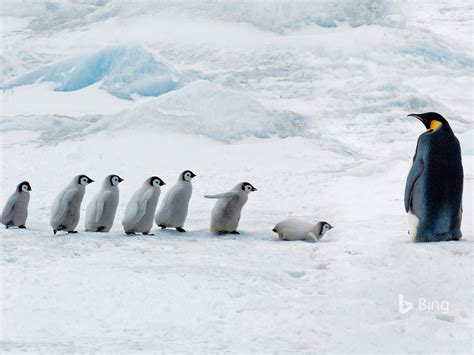 Antarctica Emperor Penguin Snow Hill Island 2016 Bing Desktop Wallpaper