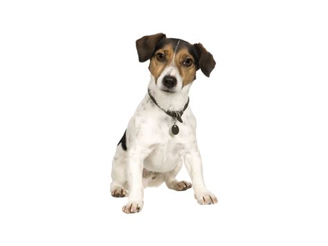 How Much Exercise Do Jack Russell Terriers Need