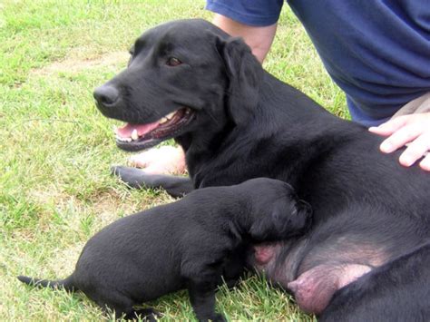 She wants to enter the puppy room in peace but her puppies are too excited. Reader-Submitted Cute Puppy Pictures | The Dog Guide