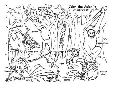 Free rainforest animal printable coloring pages download. Orangutan Coloring Page at GetColorings.com | Free ...