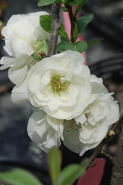 Buy O Yashima Double Flowering White Quince Free Shipping Wilson