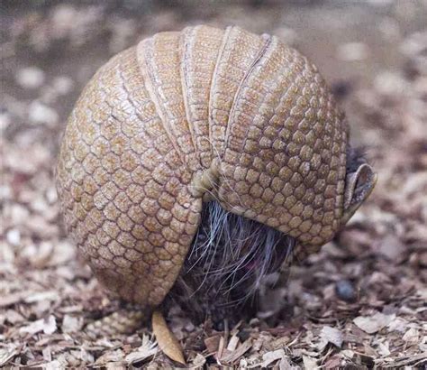 Is that pangolin is the scaly anteater; Amazing Armored Animals - Unusual and Unique Armored ...