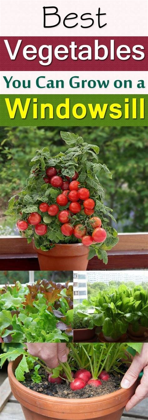 Windowsill Vegetable Gardening 11 Best Vegetables To Grow On