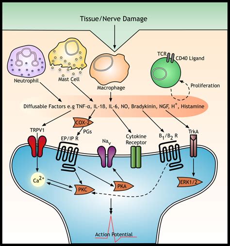 Neuro Immune Interactions In The Periphery Resident Immune Cells Are