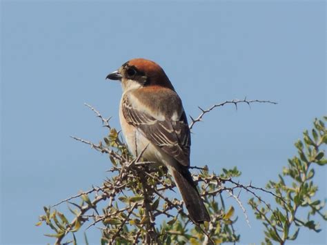 Cyprus Birds Cyprus Birding Tours