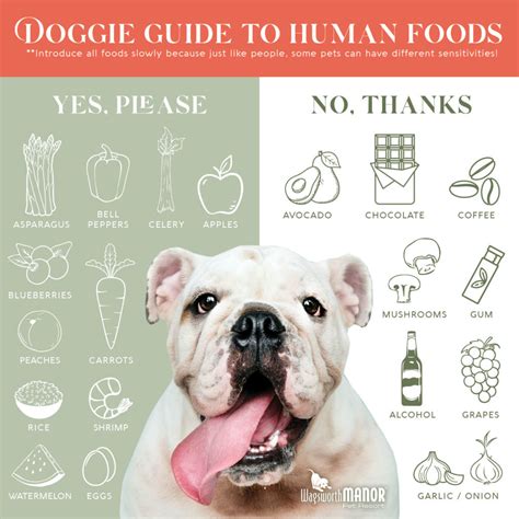 Guide To Human Foods For Dogs Wagsworth Manor Pet Resort