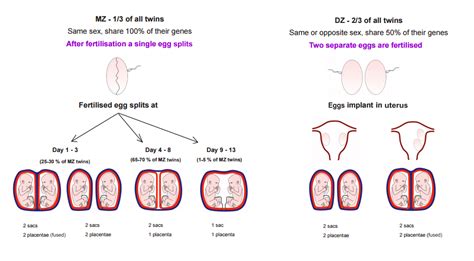 Different Sex Twins Monozygotic Twins Of Opposite Sex Telegraph