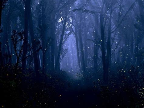 Hd Wallpaper Bokeh Dream Fantasy Firefly Forest Insect Mood