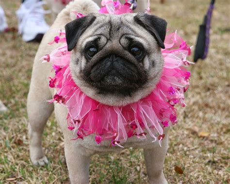 Discover how your puppy's bad and aggressive behavior can be fixed within weeks! Do you believe in dog?: What the pug is going on?
