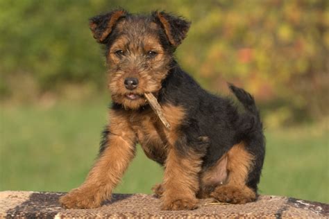 The welsh terrier originated in wales, and were used to thin out small game such as badgers, rabbits, and other small vermin. Facts About the Quirky and Playful Welsh Terrier Dog Breed