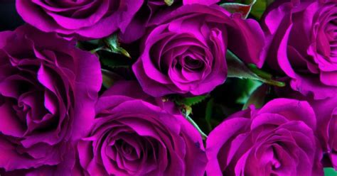 Enchanting Purple Roses History And Meanings Florgeous