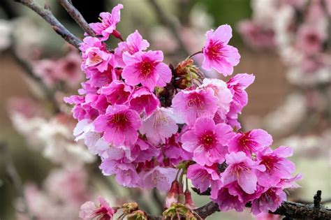 Sakura With Raindrops Fresh Pink Cherry Blossoms After The Rain Stock