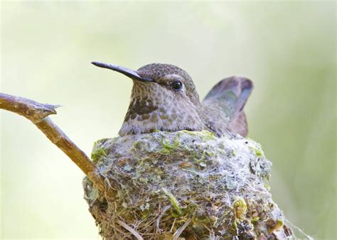 I carefully select these because they make beautiful backdrops for my. Hummingbirds: What to grow to encourage them to nest in ...