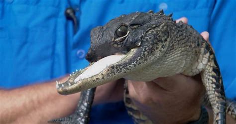 miracle rescue jawless alligator rescued and given a new home at a florida wildlife preserve