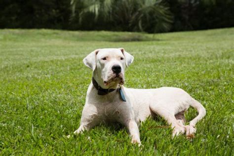 18 Facts About The Imposing Dogo Argentino Dogster Home Friends