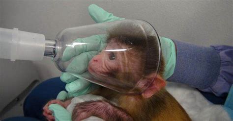 8 Animals Who Dont Want To Be Science Experiments Peta Kids