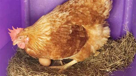Chicken Is Laying An Egg Youtube