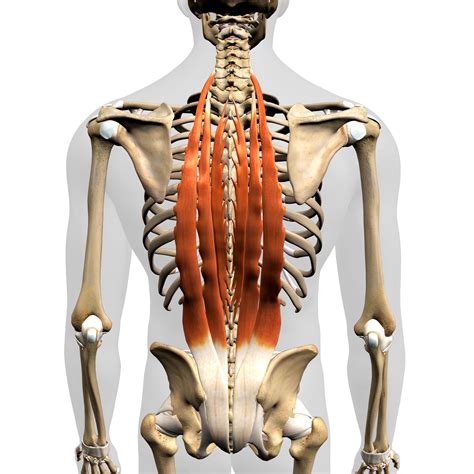 Cervical Spine Musculature