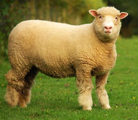 Breeds Of Livestock Sheep