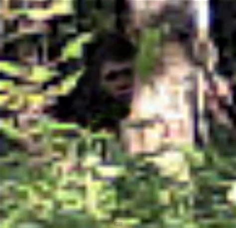 Bigfoot Caught On Plot Watcher The Crypto Crew