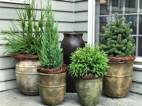 Using Evergreens In Container Gardens — Contained Creations