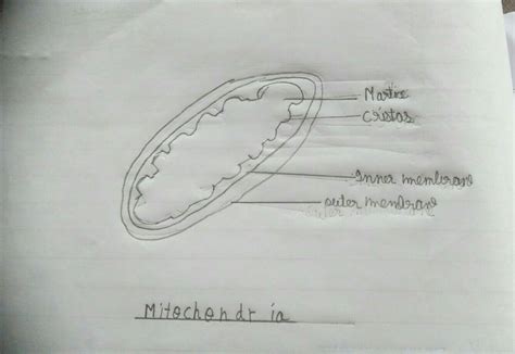 #mitochondria #biologydiagram #cellbiologya beautiful drawing of a mitochondria. draw labelled diagram of Mitochondria and explain the ...