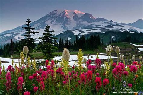 42 Mount Rainier Meadow Flowers Wallpaper On Wallpapersafari