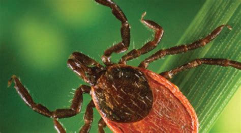 Past, present, and future // frontiers in cellular and infection 6. Lyme disease - Reeve Foundation