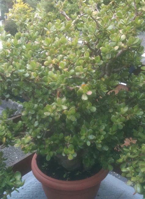 Check spelling or type a new query. Grow fresh air in your home, office and workplace. Top air ...