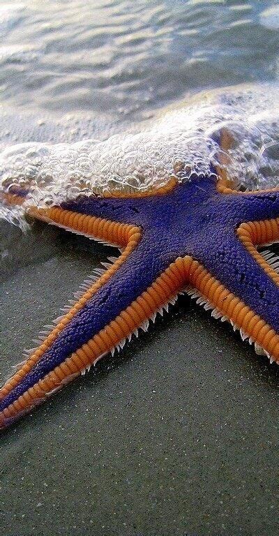 Royal Starfish Underwater World Sea Animals Ocean Life