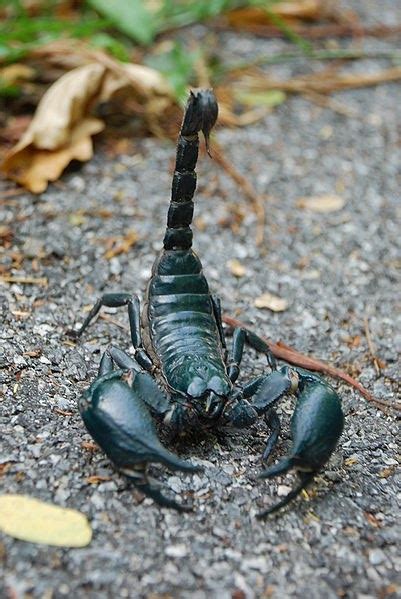 Heterometrus Spinifer Giant Forest Scorpion Indian Animals