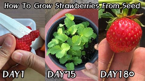 How To Grow Strawberries From Seeds At Home Youtube