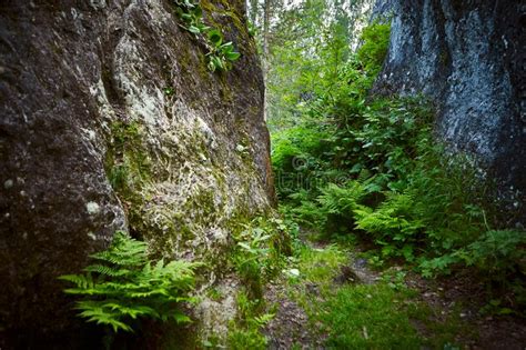 Alguy Tremolites Isolated Rock Massifs In A Mixed Forest Stock Photo