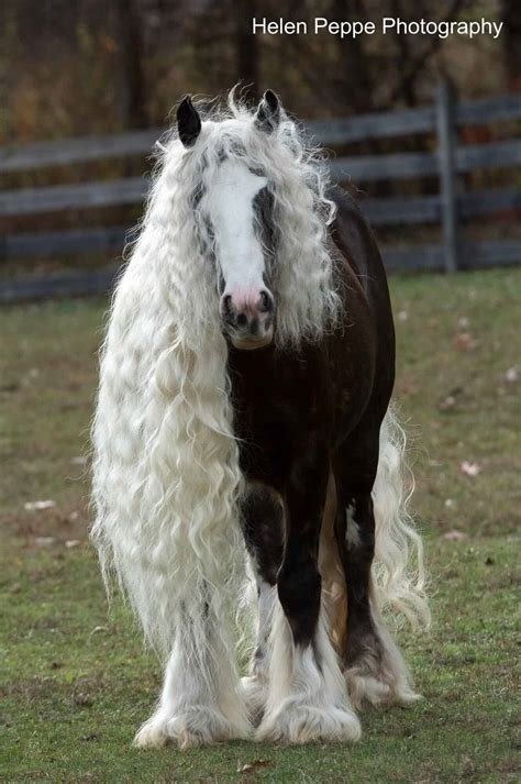 Photographic Mastery Immortalizing The Graceful Flow Of Horse Manes In