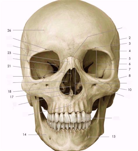 Anterior View Of Skull And Bone Markings Diagram Quizlet